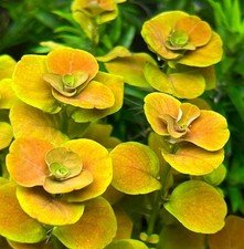2 Stems Ludwigia Mato Grosso - Submersed Grown Aquarium Plant picture