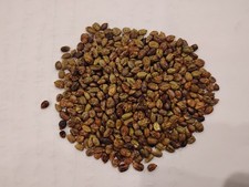 muscadine grape plant seeds 20 + picture