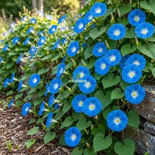 MORNING GLORY HEAVENLY BLUE Ipomoea Tricolor - 10,000 Bulk Untreated Seeds picture