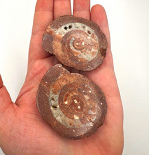 Ammonite Fossil Matching Pair Polished Spiral Specimens Brown picture