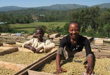 Ethiopian Yirgacheffe Arabica Coffee Beans | Medium Roasted 5 X 1 LB Bags picture