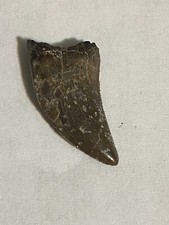 nanotyrannus tooth picture