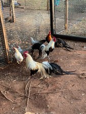 6+ RARE ONAGADORI LONGTAIL HATCHING EGGS picture