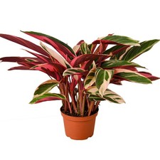 Stromanthe Triostar | Live Plant for Indoor & Outdoor picture