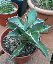 Agave Titanota Blue Rooted Pup ships bare root beautiful color picture