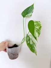 Rooted Variegated Monstera Albo Borsigiana Plant - Earth Day Sale picture