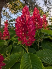 Brazilian Red Cloak Plant 6 Cuttings Megaskepasma erythrochlamys Easy To Root picture