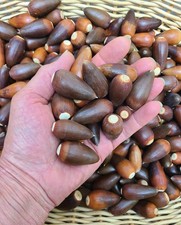 ~20 LBS “VALLEY OAK” ACORNS 2026 VINTAGE NAPA VALLEY CA NATIVE (QUERCUS LOBATA) picture