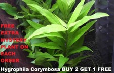 Hygrophila Corymbosa Bunch Buy2Get1 free Easy Live Aquarium Plants Beginner tank picture