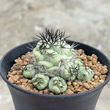 5-6CM Succulent Cactus Plant Ortegocactus Macdougallii（Multi-Heads）Cactaceae picture