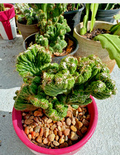 Cereus Peruvianus Repandus Monstrose  special rooted  plant picture