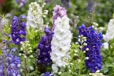 100 IMPERIAL ROCKET LARKSPUR SEED MIX |2026 SALE  NON GMO HEIRLOOM picture