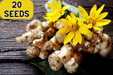 20 Seeds JERUSALEM ARTICHOKE Sunchoke Helianthus Tuberosus Flower Root Vegetable picture