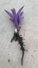 1 Rooted+5 Cuttings Purple Heart Tradescantia Pallida Plant Cactus Succulents picture