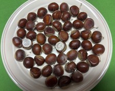 Lot 40 Medium Organic Hybrid Dunstan American-Chinese Chestnuts Tree Seeds Iowa picture