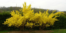 Weeping Forsythia {Forsythia suspensa}20+ SEEDS USA POST picture