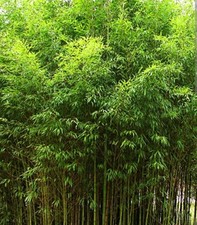 Golden Fishpole Bamboo Phyllostachys Aurea Live Plant Root Rhizome Great Privacy picture
