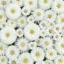 Zinnia MOONLIGHT GARDEN MIX White Wedding Cut Flower Garden Heirloom 150 Seeds picture