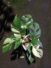 Real Picture Rhaphidophora Tetrasperma Variegated Rare Plant picture
