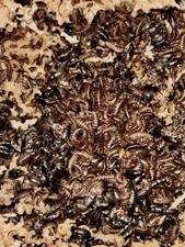 Dermestid Beetles - Taxidermy DIY Euro Mount Skull Cleaner picture