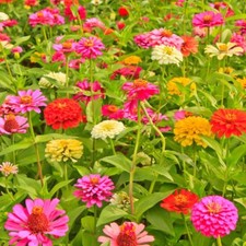 California Giants Zinnia Mix Seeds, Bright Colors, Cut Flowers, Stunning picture