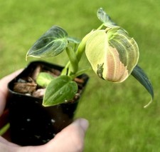 Exact Plant Philodendron Melanochrysum Variegated Houseplant Collector picture