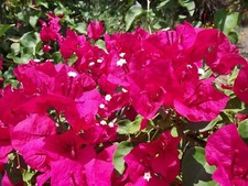 Bougainvillea - 'Barbara Karst' picture