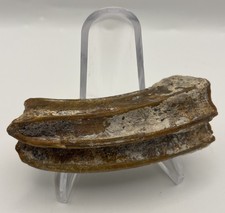 Horse Tooth Fossil Deep Orange Red Enamel Equine Fossil Tooth Florida picture