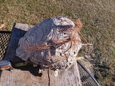 Large Hornets Nest picture