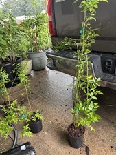 Peggy Martin (2-3ft)& 7 Sisters Rose (1ft)Combo Deal picture