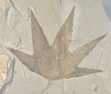 Sycamore, Macgintea wyomingensis,  Leaf Fossil, Bonanza, Utah picture
