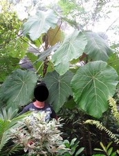 MACARANGA GRANDIFLORA- HUGE LEAVES rare awesome - not aroid and not palm picture
