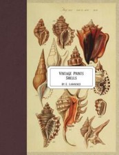 Vintage Prints: Shells picture