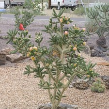 Cholla Cactus 'Santa Fe' (Cylindropuntia viridiflora) COLD HARDY picture
