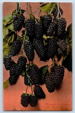 c1910's Mammoth Blackberries Fruits Unposted Antique Postcard picture