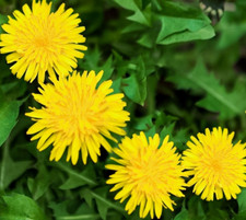 DANDELION SEEDS 200+ 