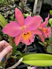 Cattleya Rlc Pamela Ann Oliveros ‘Georgia peach’ HCC/AOS x ‘Orchid Eros’ AM 4” picture