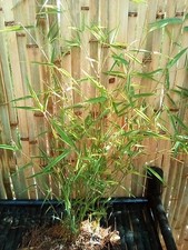 Live Blue Giant Bamboo Plants (12 rooted cuttings)  picture