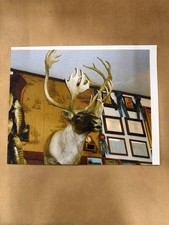 Caribou Taxidermy Mount Color Photograph Print Hunting Lodge Trophy Wall Decor picture