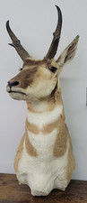 Pronghorn Antelope Shoulder Mount Taxidermy picture