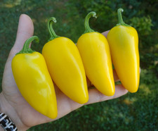 40 Rare NuMex Lemon Spice Yellow Jalapeno Pepper Seeds Giant & Vibrant Yellow picture