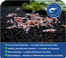 20 Red Fancy Tiger Shrimp Grade A - S | | Live Guarantee | USA Bred picture