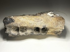 3”+ Prehistoric Dolphin Jaw Bone Section Summerville  SC Rare Mammal Fossil picture