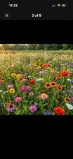 Wildflower Mix LANDSCAPER’S PACK BULK Top Sellers Non-GMO Pure Seed 10000 Seeds picture