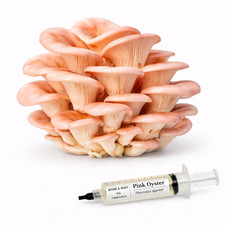 Mushroom Liquid Culture Syringe | 10mL | Volume Pricing | Mix & Match Available picture