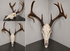 Hunting Deer skull European mounting kit for antlers/sheds - Bone White  picture