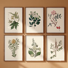 Set of 6 Vintage Botanical Art Prints A4 Terracotta Floral Wall Gallery Decor picture