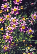 Coreopsis 'American Dream' plant 3.25
