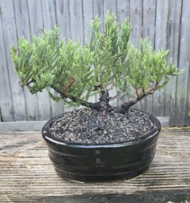  Juniper Bonsai In 8 Inch Ceramic Pot. 9 Year Old Beauty.  picture