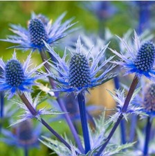 20 Flax Blue Sea Holly Dormant seeds for spring summer Blue colorful fast growi picture